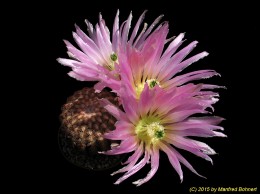 Echinocereus pectinatus f. Salinas 1456